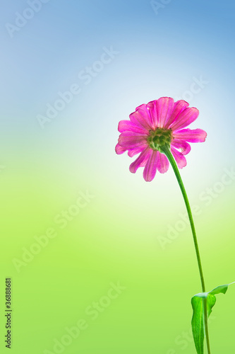 Pink daisy flower