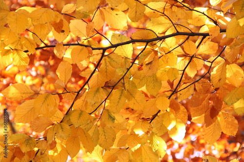 Herbstlich  bunte Buchenbl  tter im Sonnenlicht