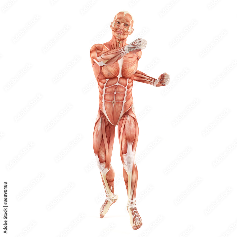 Fighting man muscles anatomy system isolated on white background Fighting man muscles anatomy system isolated on white background