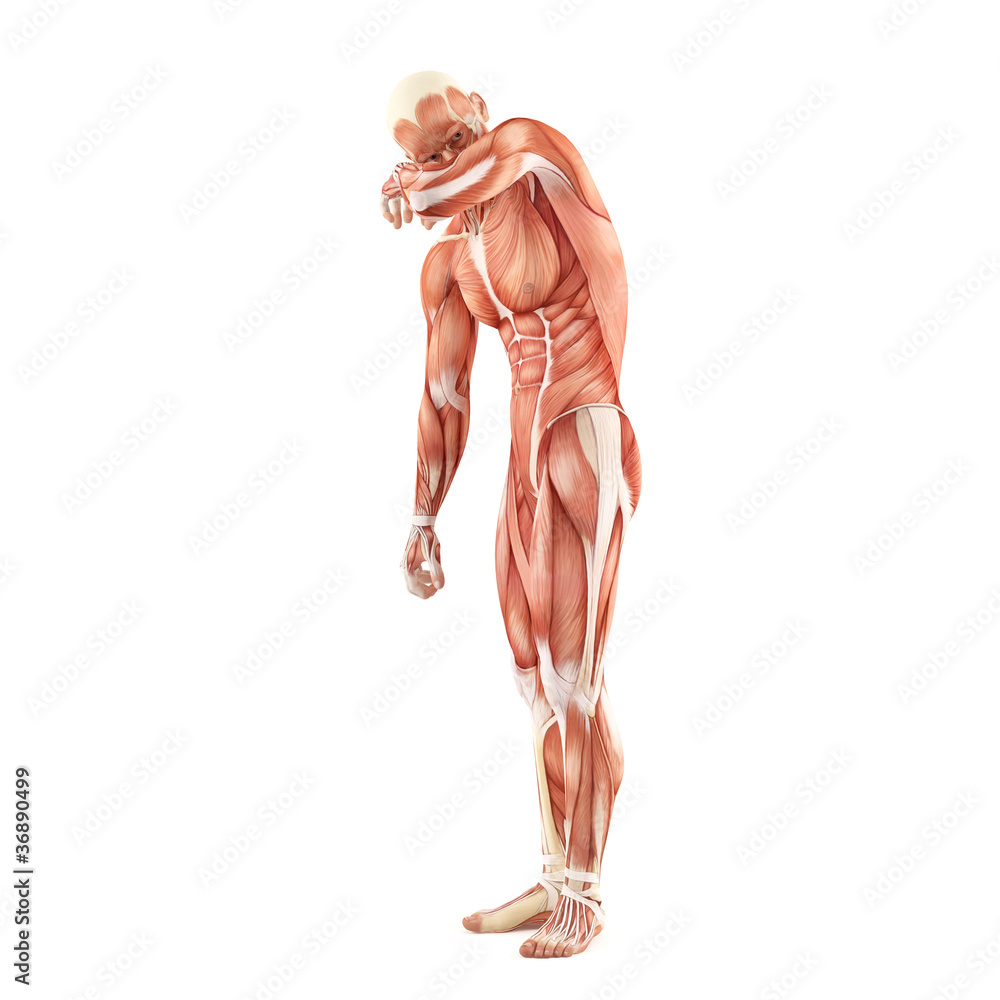 Standing man muscles anatomy system isolated on white background Standing man muscles anatomy system isolated on white background