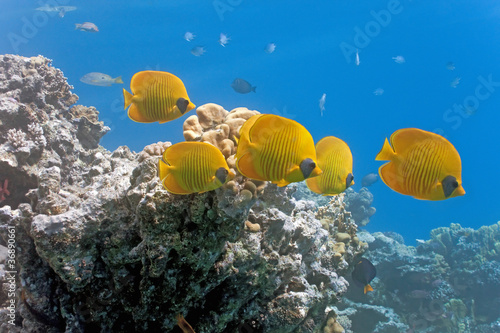 Obraz na płótnie Shoal of butterflyfish on the reef w salonie