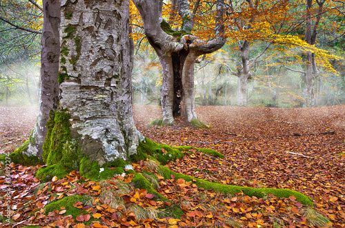 otoño14a photo