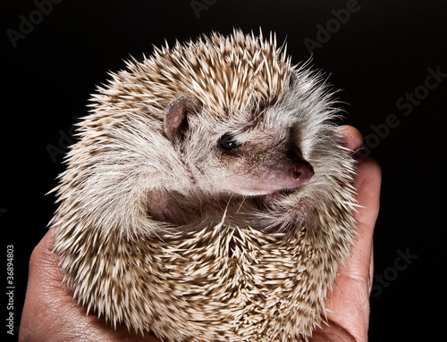 hedge hog in hand photo