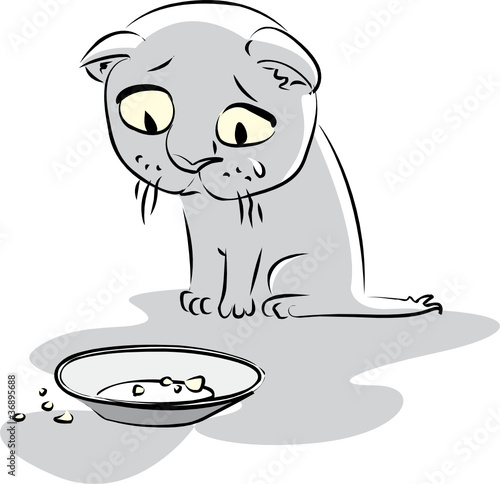 Hungry little kitty looks at the empty plate