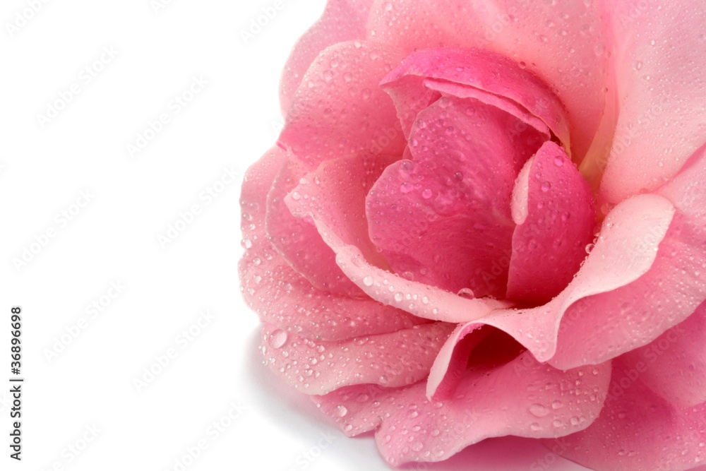 Pink rose and water drops on white Pink rose and water drops on white