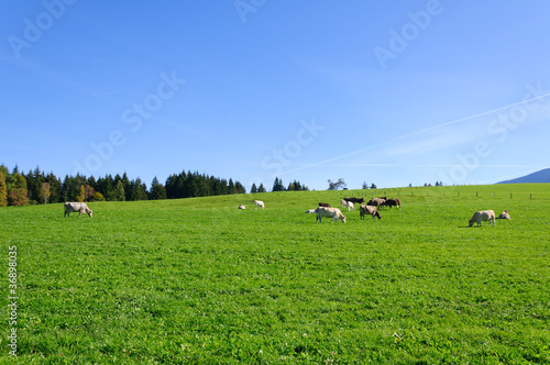 Farm and cows