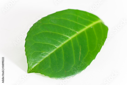 Lorbeer-Blatt   Bay Leaf