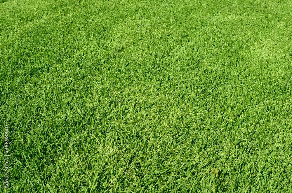 green grass texture green grass texture