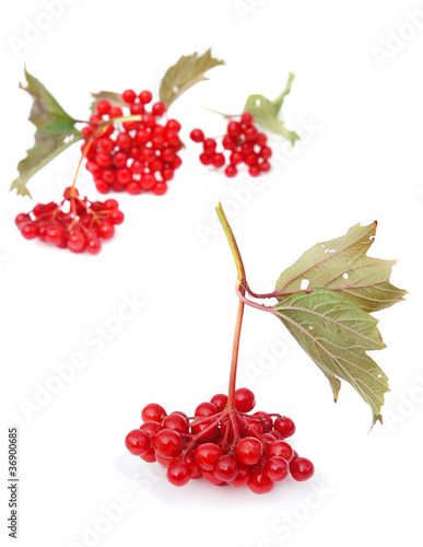 Guelder-rose berries (viburnum) nd