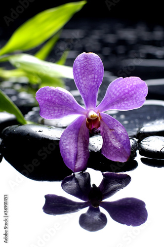 bright orchid and black stone with green leaf reflection