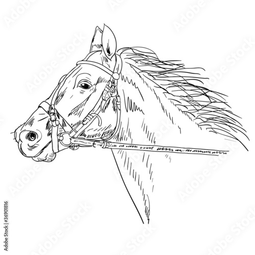 Black horse