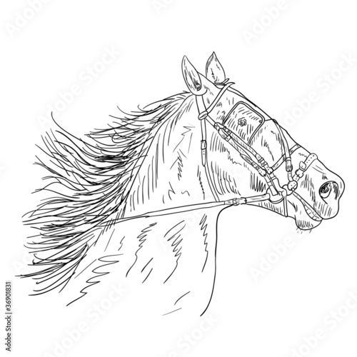Black horse