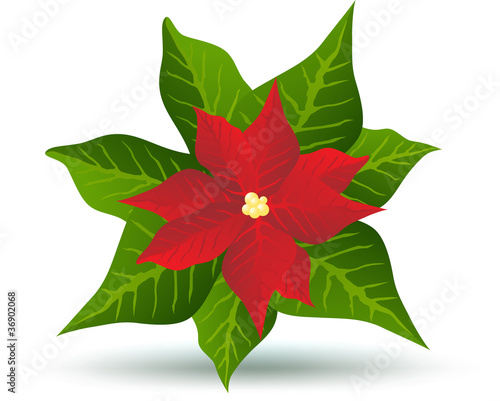 Poinsettia winter flower