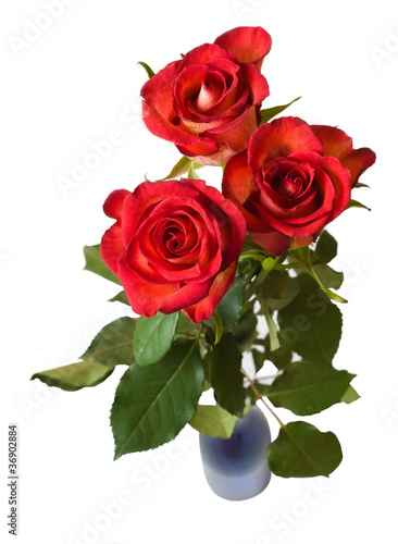 red roses in vase. isolated.