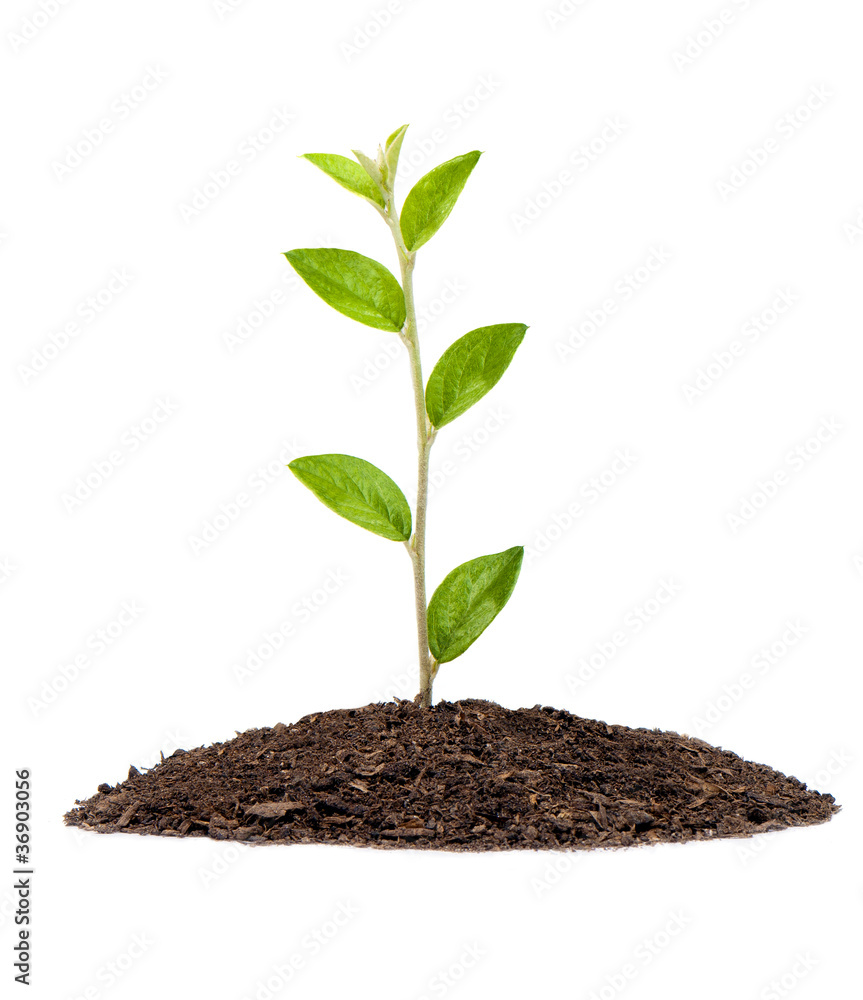 Small plant in pile of soil with reflection Small plant in pile of soil with reflection