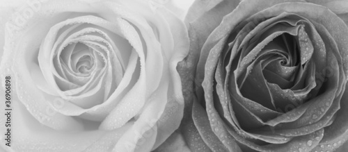 Billede på lærred Rosen