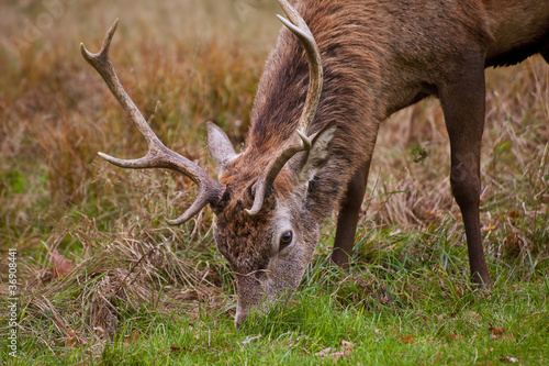Close up of red deer stag with eight pooint antlers