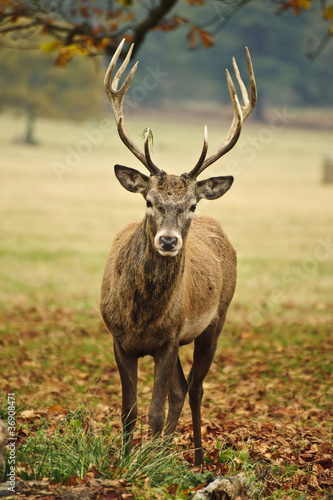 Frontal portrait of adult red deer stag in Autumn Fall