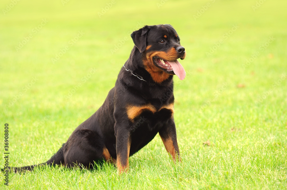 Rottweiler 16