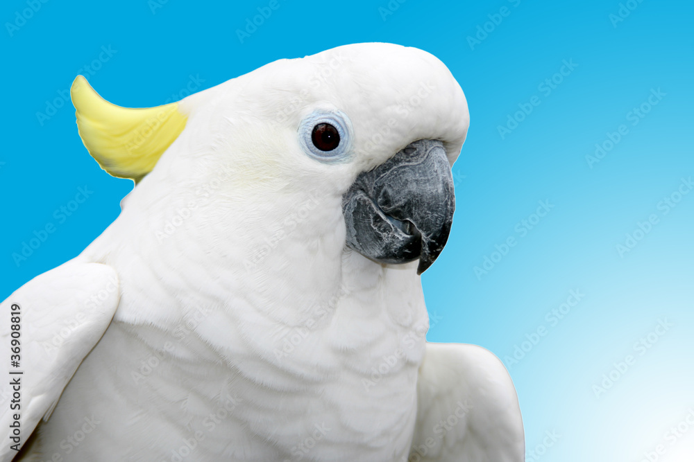 bird parrot