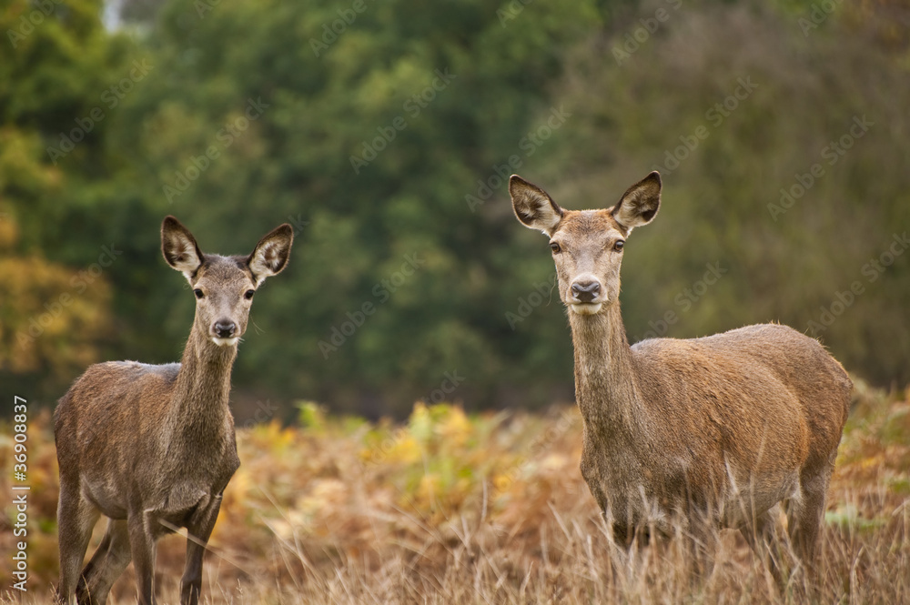 Beautiful image of red deer female does in Autumn Fall forest Beautiful image of red deer female does in Autumn Fall forest