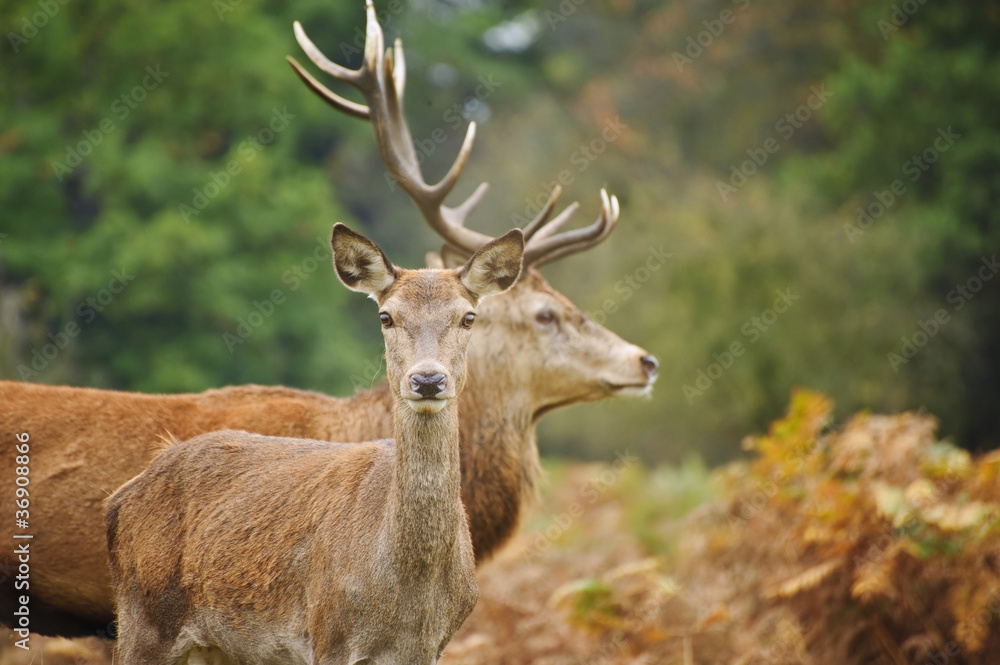 Beautiful image of red deer female does in Autumn Fall forest Beautiful image of red deer female does in Autumn Fall forest