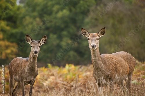 Beautiful image of red deer female does in Autumn Fall forest © veneratio