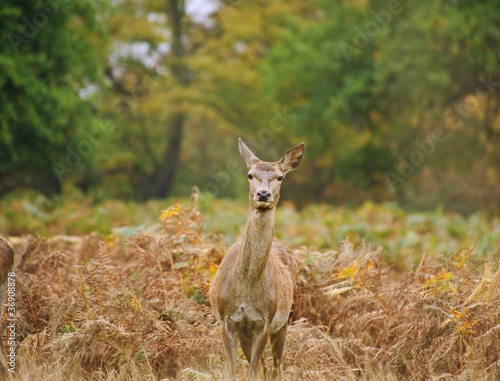 Beautiful image of red deer female does in Autumn Fall forest © veneratio
