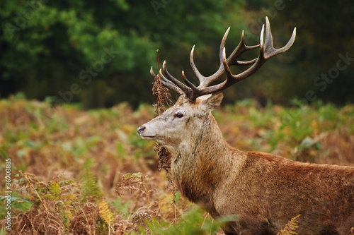 Portrait of majestic red deer stag in Autumn Fall