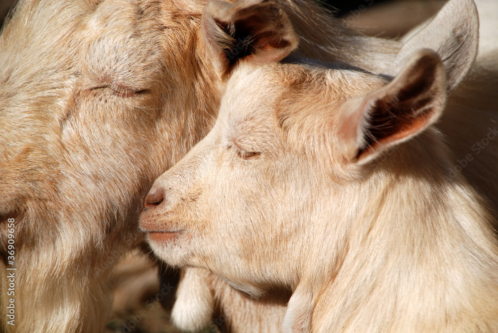 Fototapeta premium Ziegen
