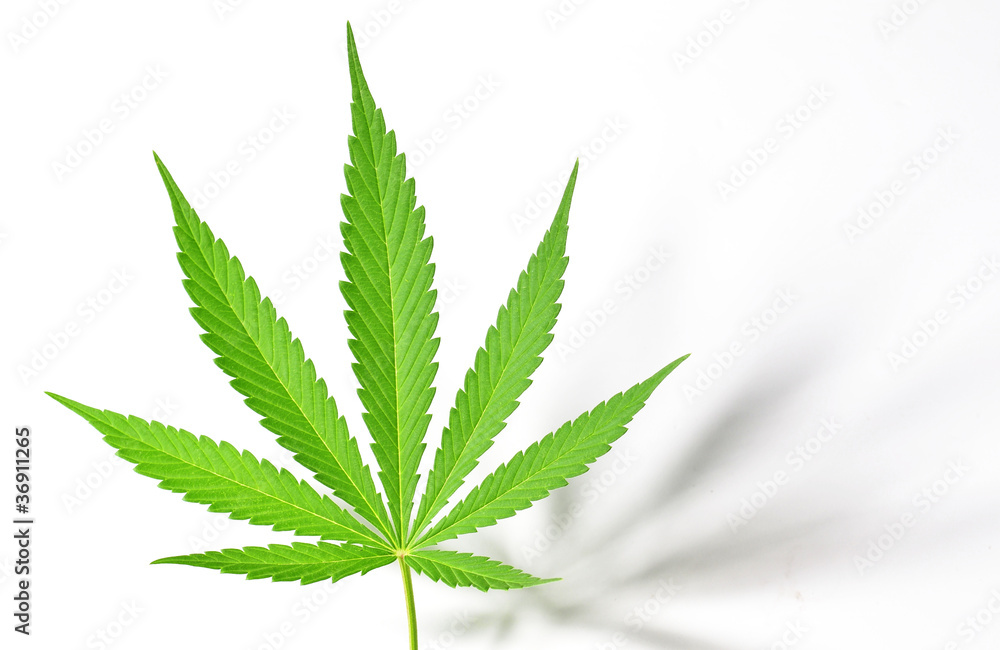 Hemp Leaf Hemp Leaf