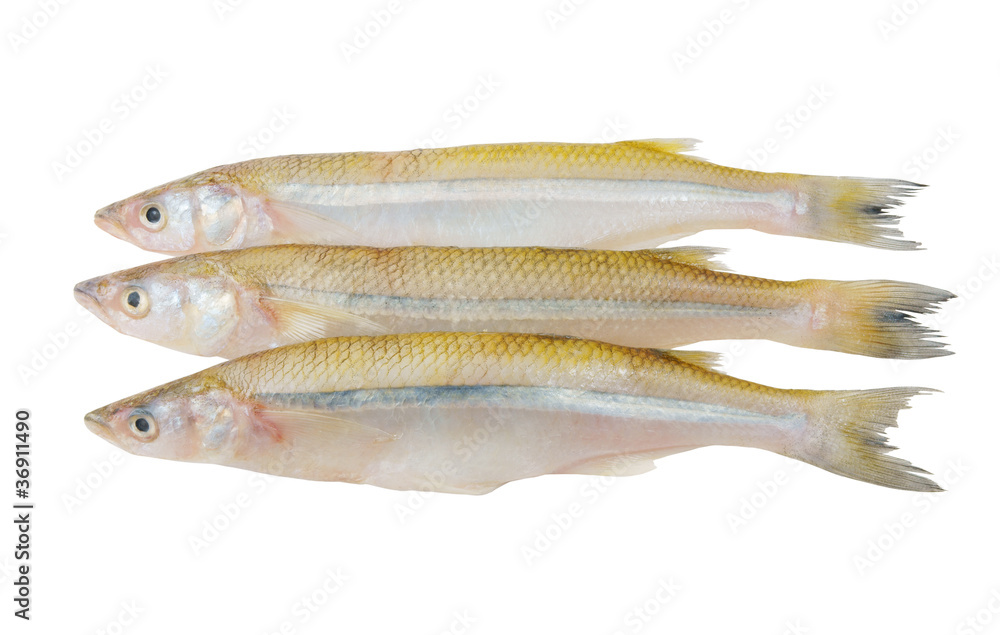 Smelt fish isolated on white background