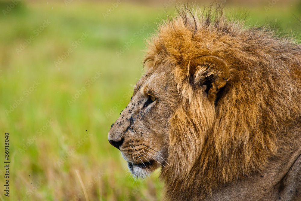 Fototapeta premium Male lion looking sideway.