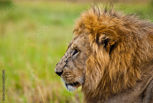 Male lion looking sideway.