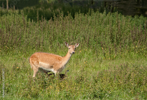 Fototapeta Naklejka Na Ścianę i Meble -  mother deer with hidden foal