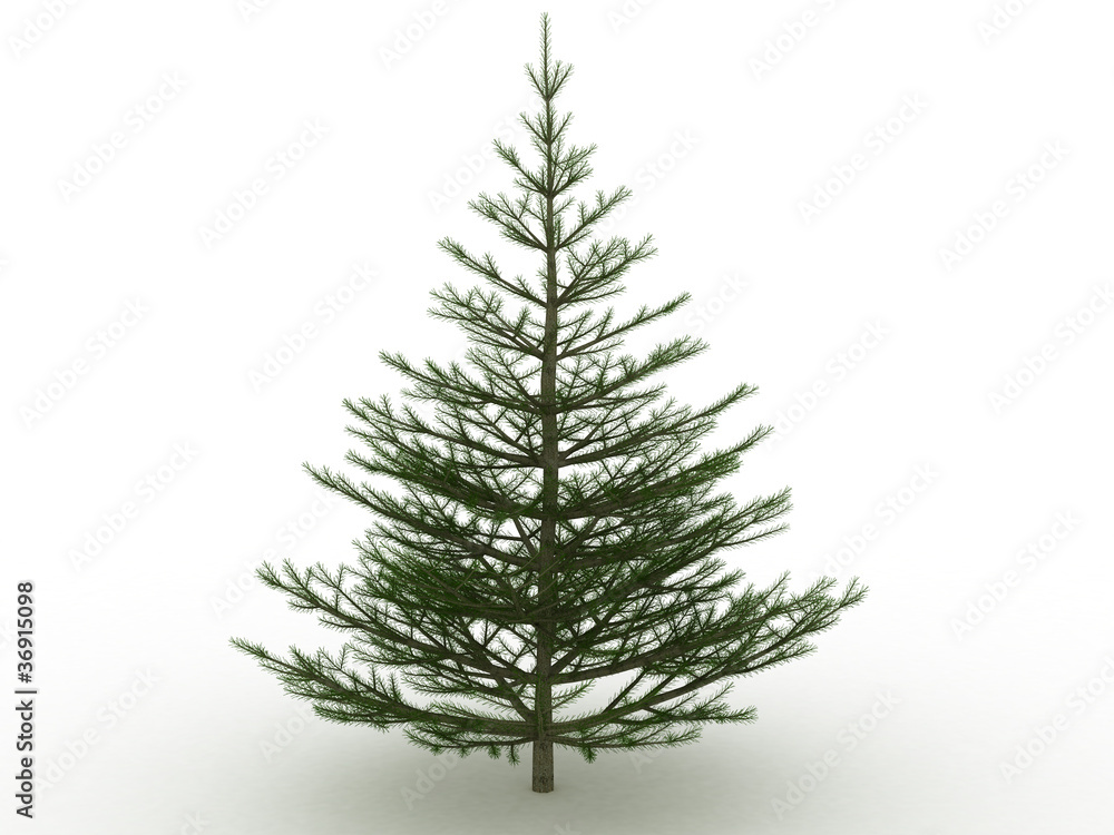 Fototapeta premium Green tree