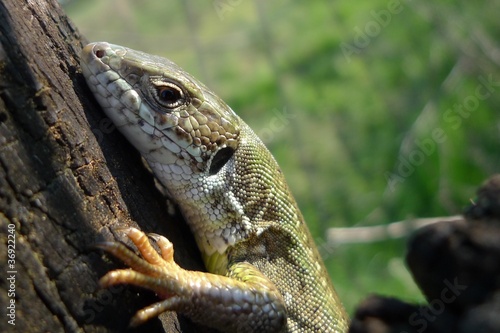 Green lizard in nature