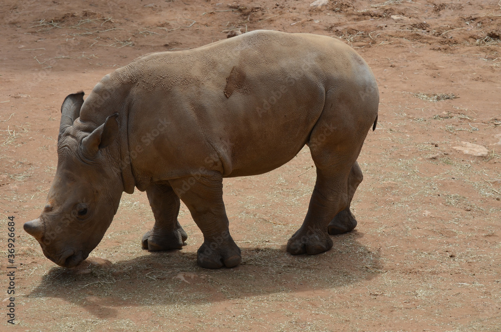 young rhino