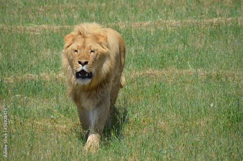 Fototapeta Naklejka Na Ścianę i Meble -  lion roaring