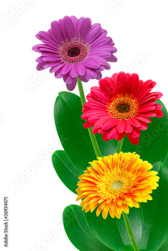 gerber flower isolated on white background