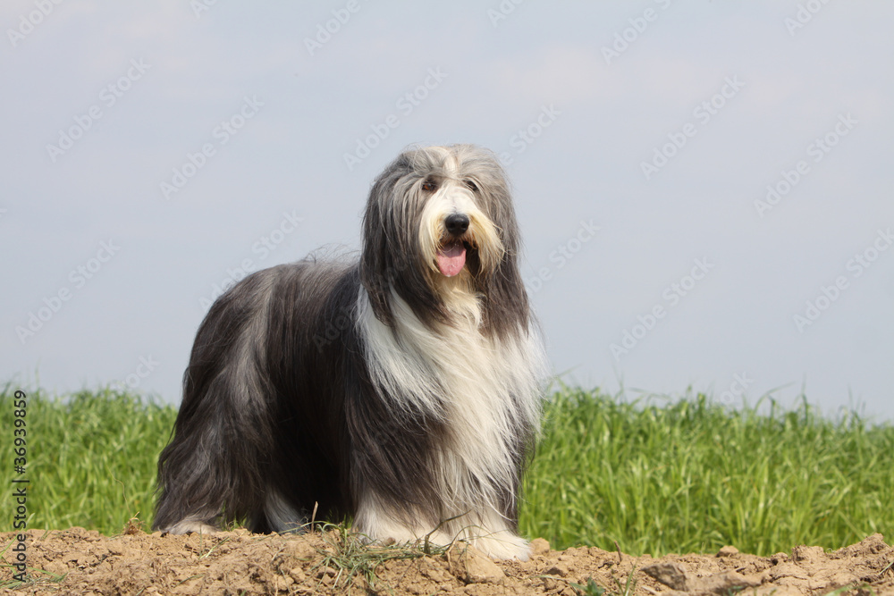 bearded collie debout de trois quart en extérieur bearded collie debout de trois quart en extérieur