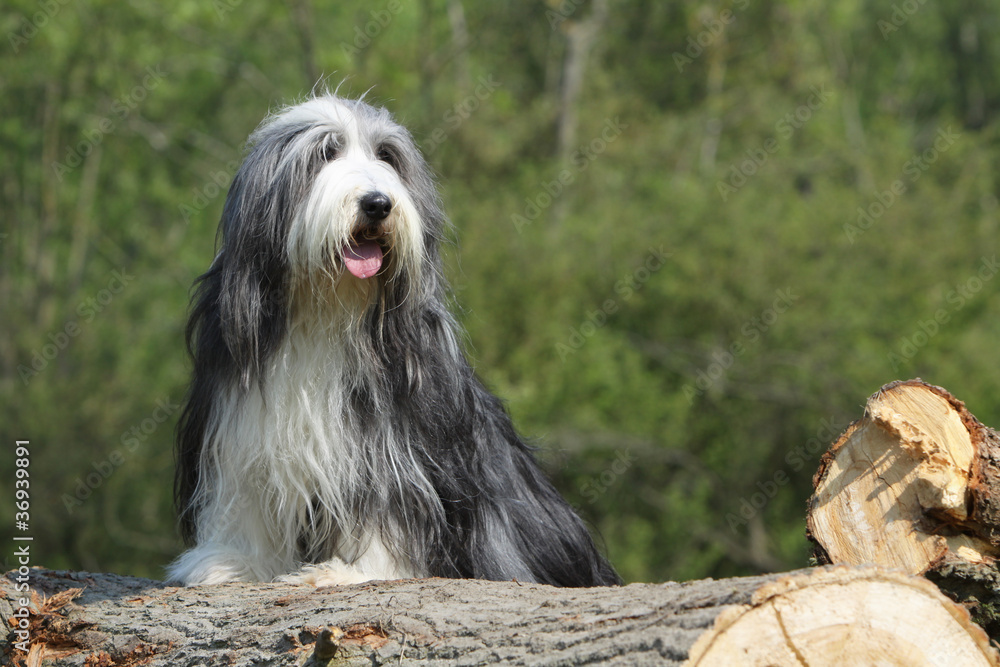 bearded collie pattes posées sur un tronc d'arbre bearded collie pattes posées sur un tronc d'arbre