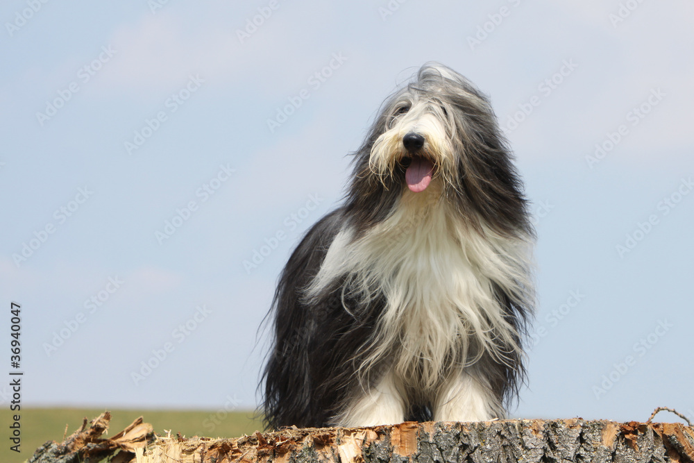 bearded collie faisant le guet