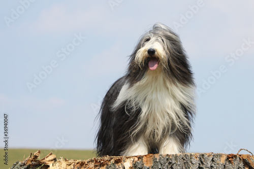 Obraz na płótnie bearded collie faisant le guet w salonie