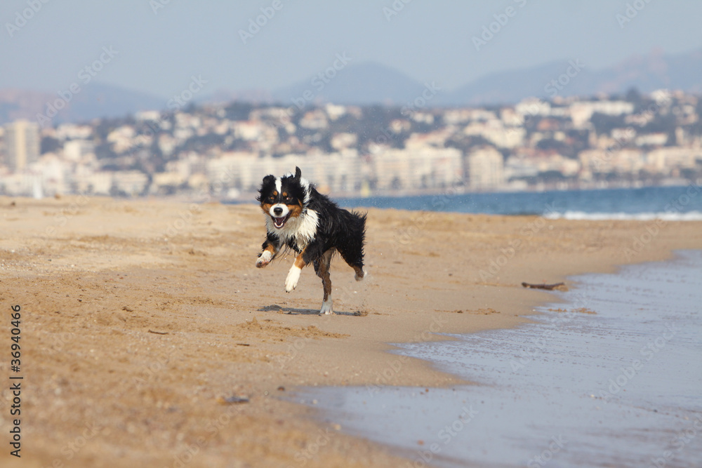australian shepherd running on the beach