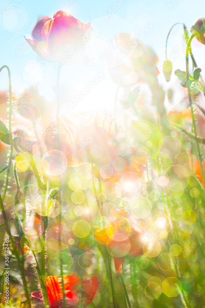 Fototapeta premium Eco nature / green and blue abstract defocused background with r