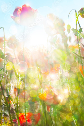 Fototapeta Naklejka Na Ścianę i Meble -  Eco nature / green and blue abstract defocused background with r