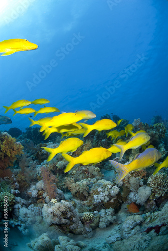 School of Yellowsaddle goatfish, foraging on a tropical coral re © caan2gobelow