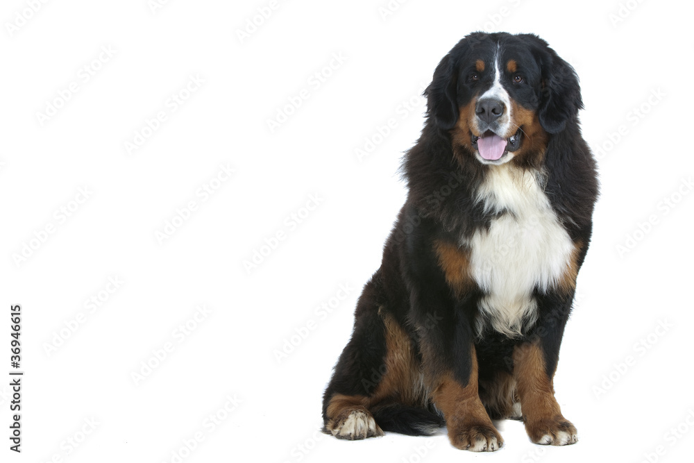 majestueux bouvier bernois assis de face majestueux bouvier bernois assis de face