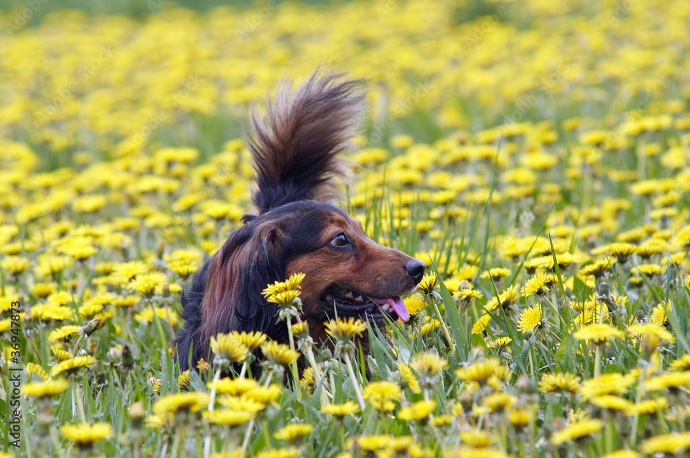 Dachshund on the dandelions meadow Dachshund on the dandelions meadow